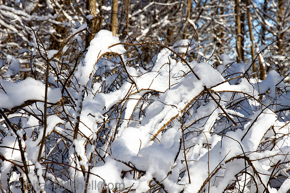 88-Cobus Creek Winter 2-18-22