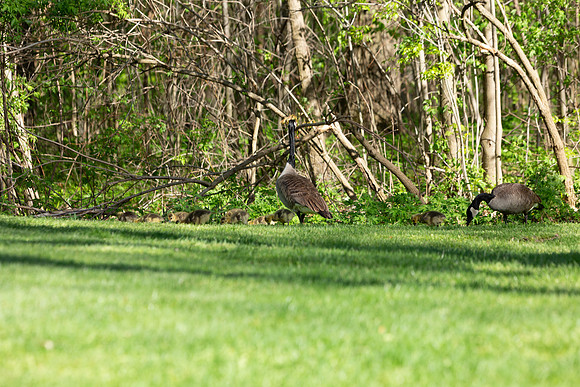 100-Hunter Golf Match