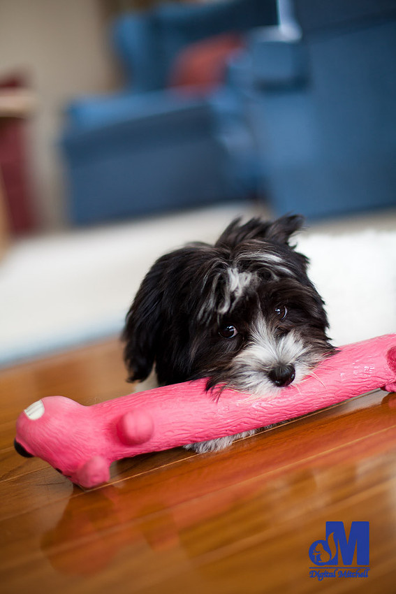 picture of a dog with a pink toy