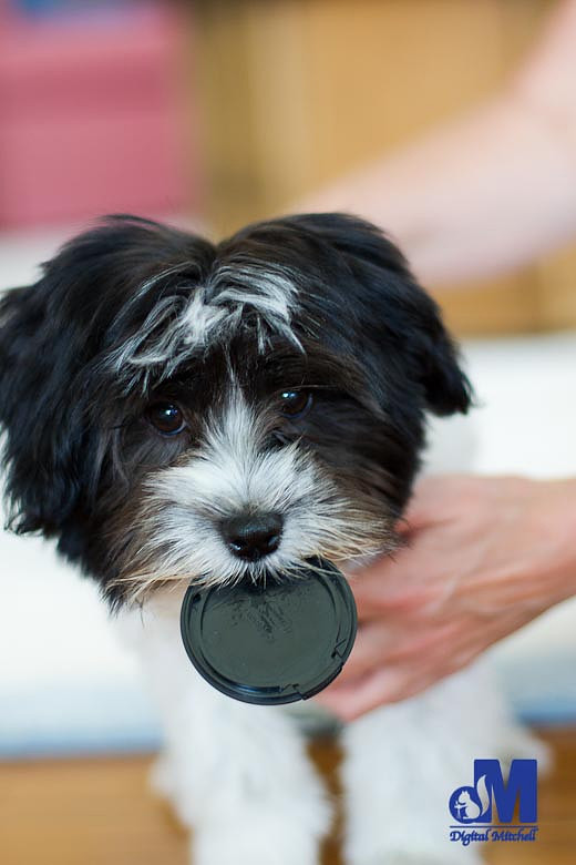 Picture of a dog with a camera lens cap