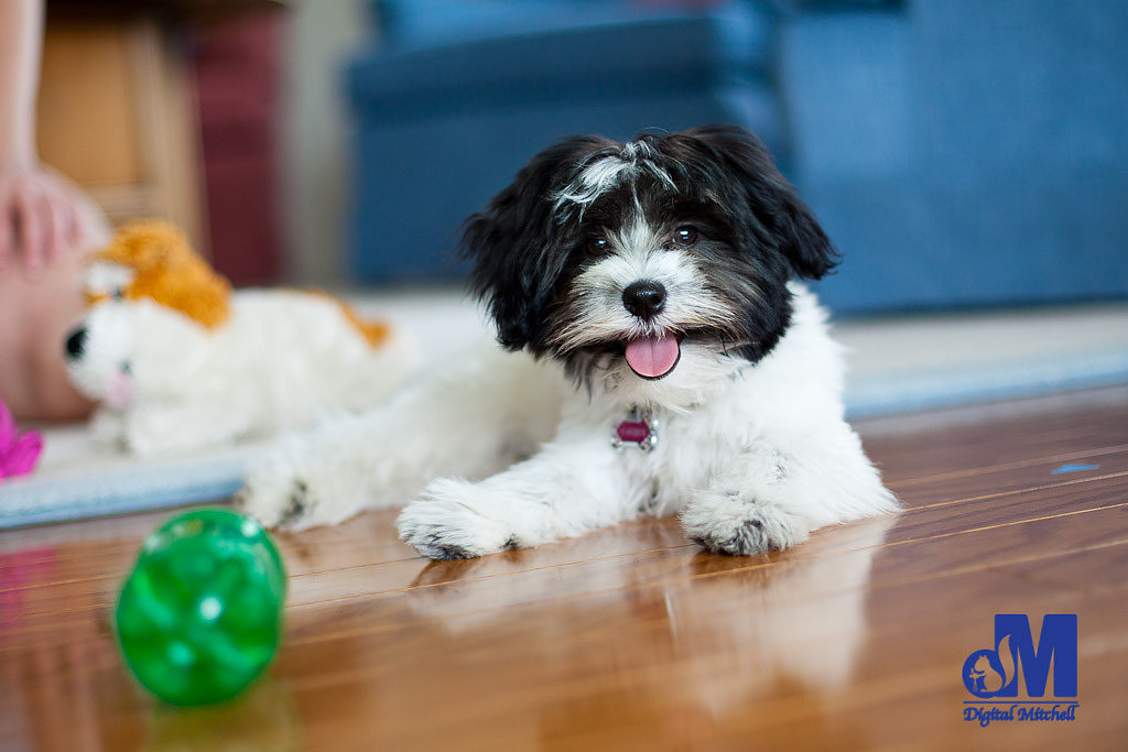 picture of a dog laying by toys