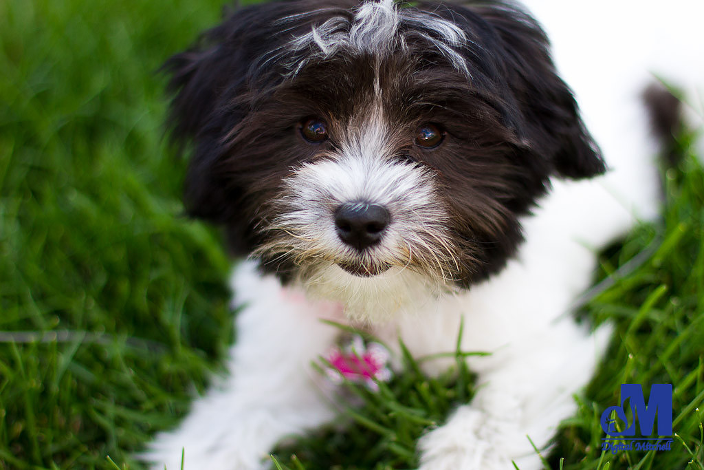 picture of dog laying in the grass