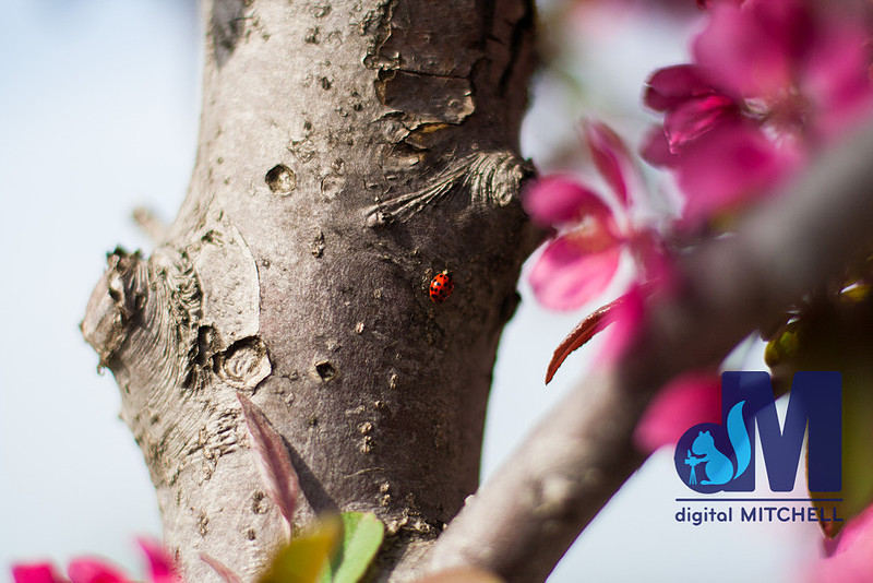 Photograph of ladybug on tree