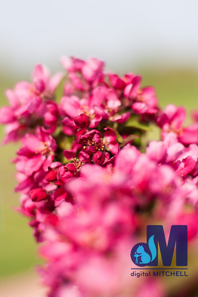 Photograph of tree flower