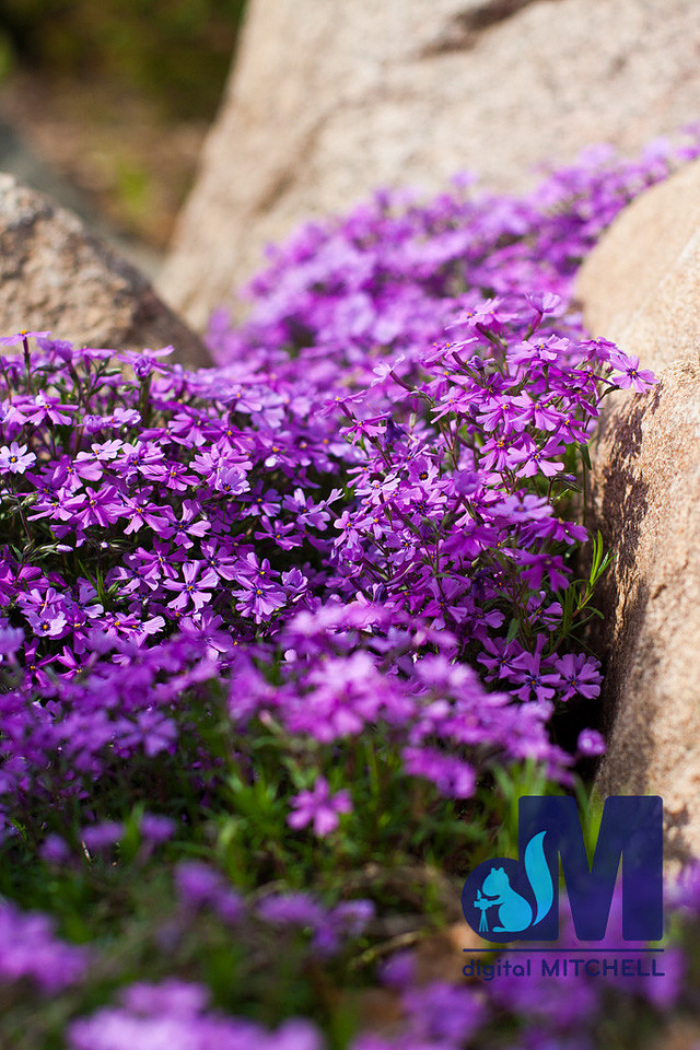 Photograph of flowers and rock