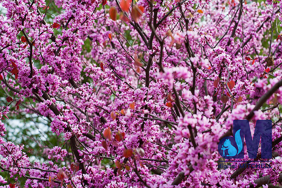 photograph of Spring flowering tree