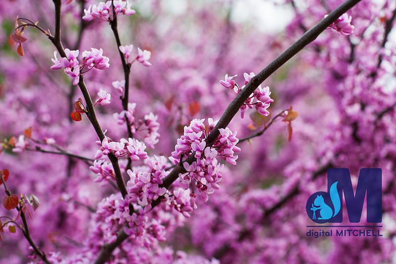 Photograph of purple flowers on tree