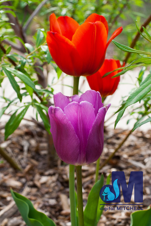 Photograph of purple and red tulips