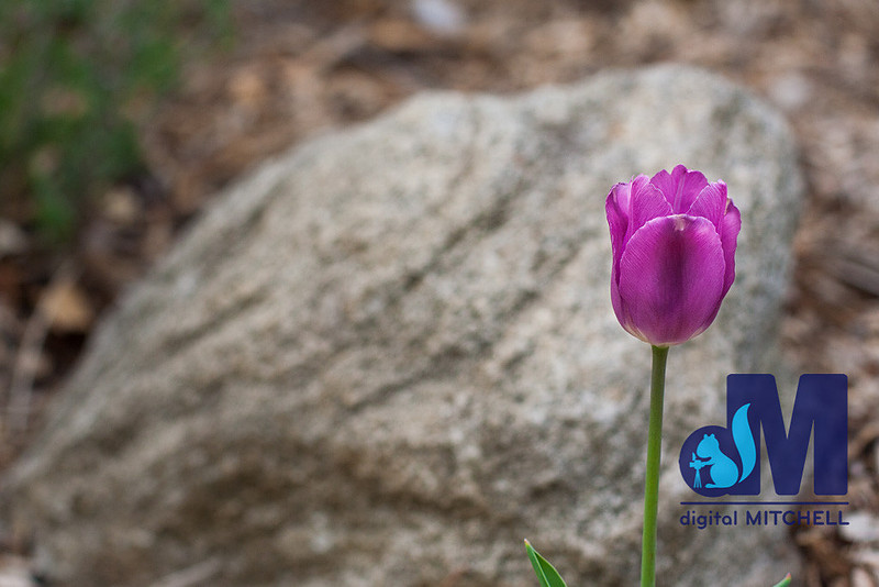 Photograph of purple tulip and rock