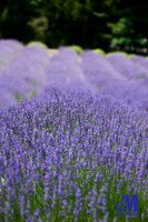 Lavender Hill Farm-008-E-Blog
