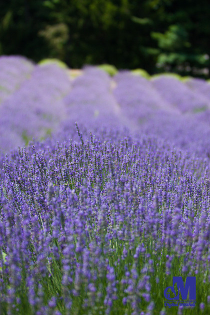 photograph of a field of purple lavender flowers