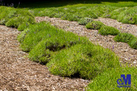 Lavender Hill Farm-042-E-Blog
