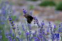 Lavender Hill Farm-004-E-Blog