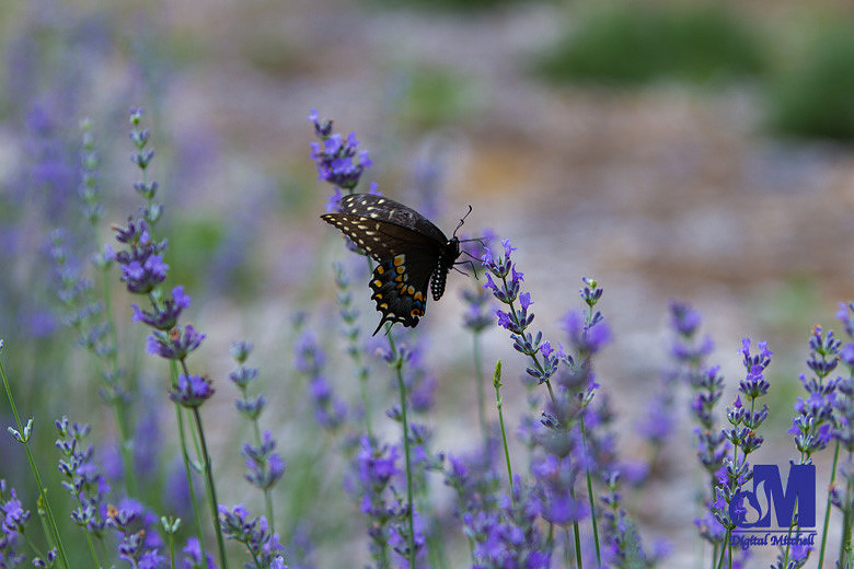 photograph of a butterfly on a purple lavender flower
