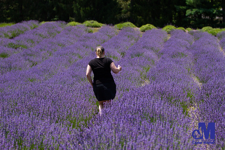 photograph woman walking in a field of purple lavender flowers
