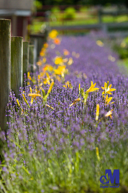 photograph of purple lavender and yellow flowers