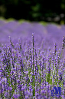Lavender Hill Farm-011-E-Blog
