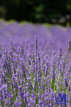 Lavender Hill Farm-011-E-Blog