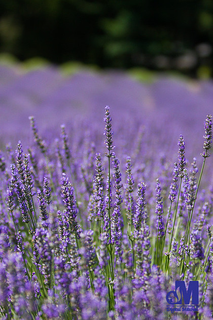 photograph of a field of purple lavender flowers