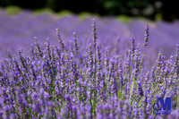 Lavender Hill Farm-012-E-Blog