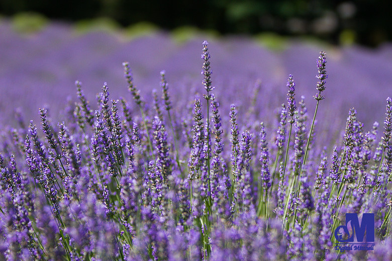 Photograph of a field of lavender