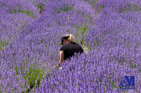 Lavender Hill Farm-026-E-Blog