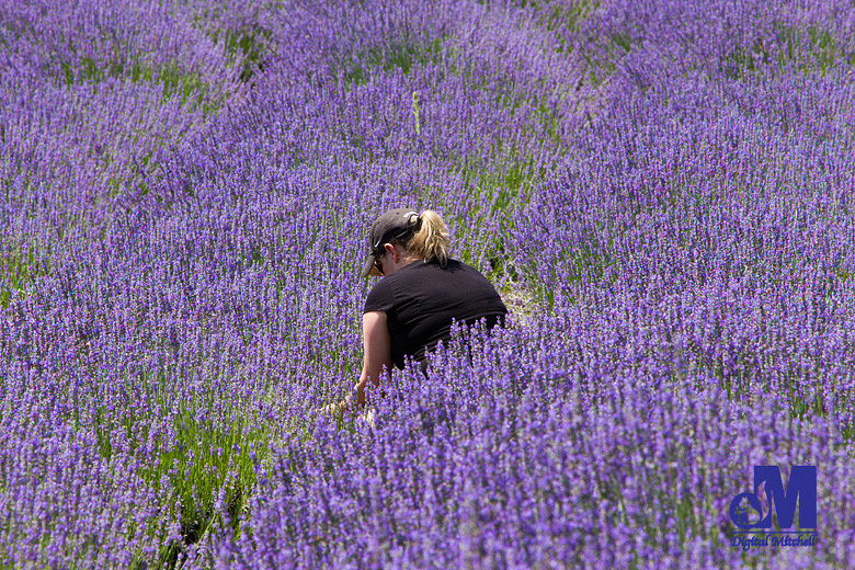 photograph of a field of purple lavender flowers
