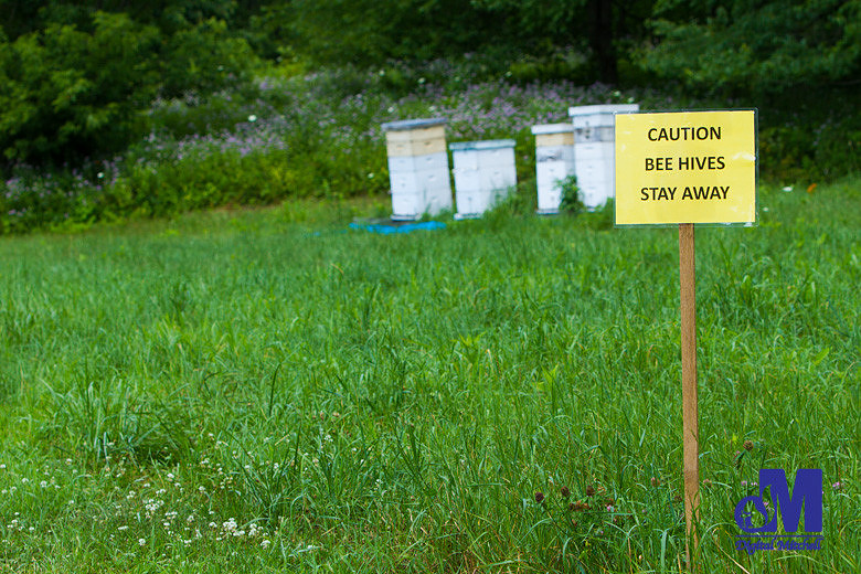photograph of a honey bee hives 