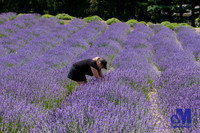 Lavender Hill Farm-016-E-Blog
