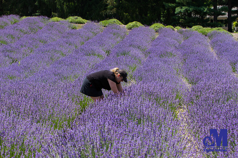 photograph of a woman picking purple lavender flowers