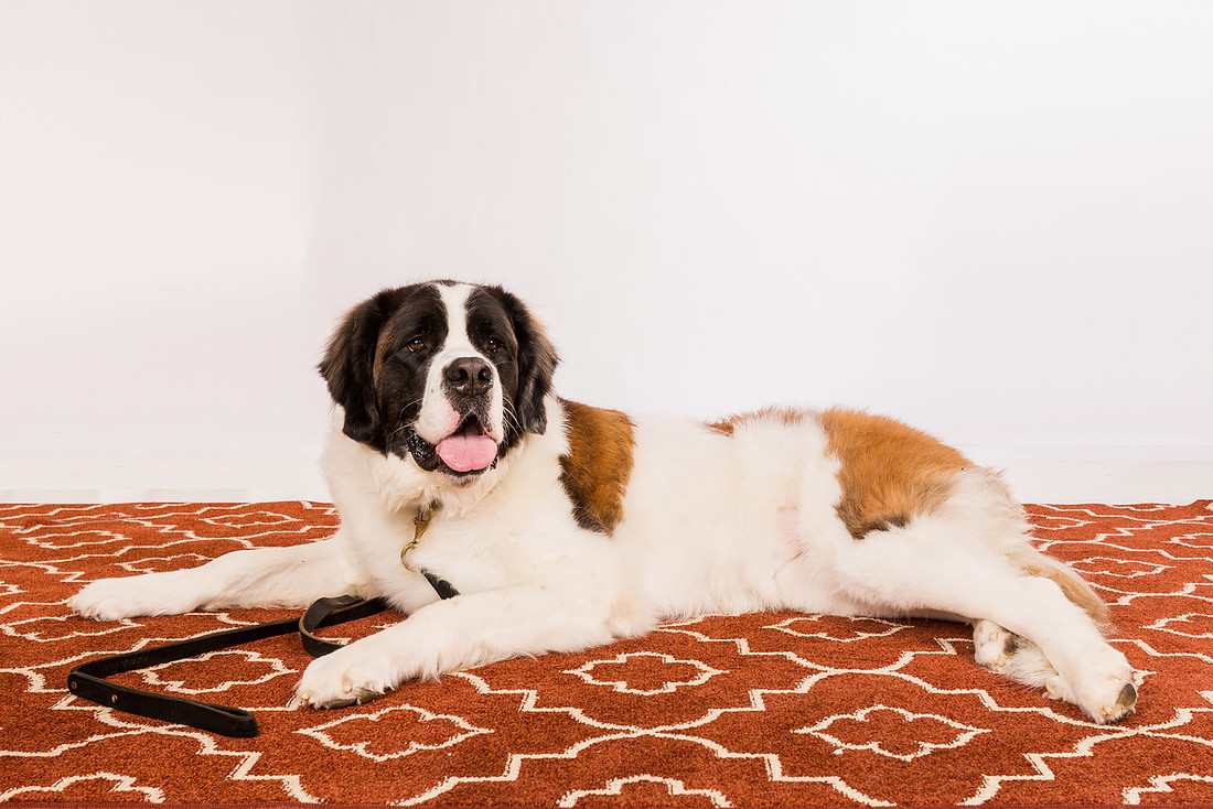 portrait of the St. Bernard dog