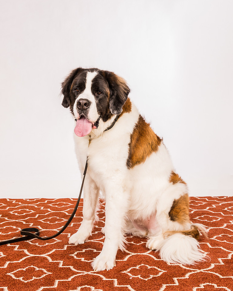 Portrait of The sitting St. Bernard dog