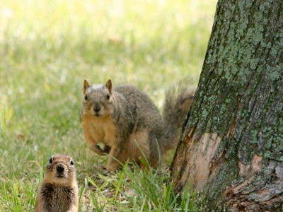 squirlizer
