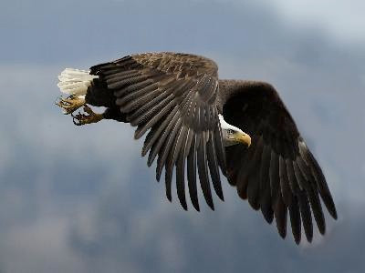 raptor_flight
