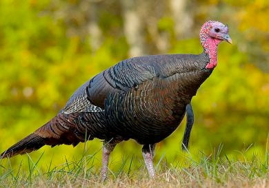 turkey2