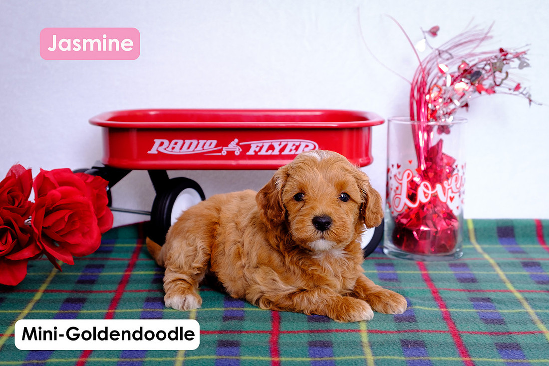 picture of a Mini-Goldendoodle puppy
