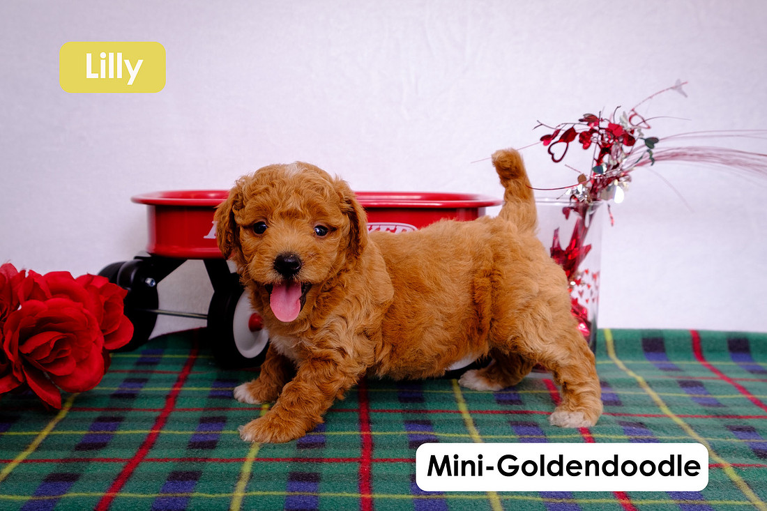 picture of a Mini-Goldendoodle puppy