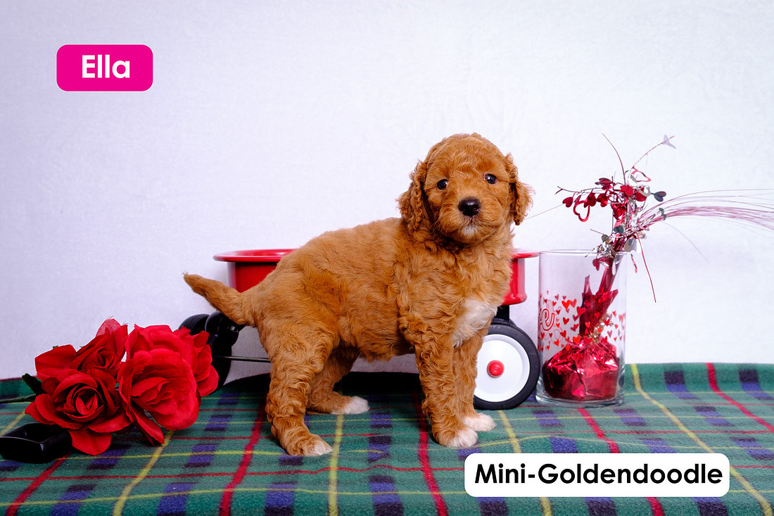 image of a puppy Mini-Goldendoodle