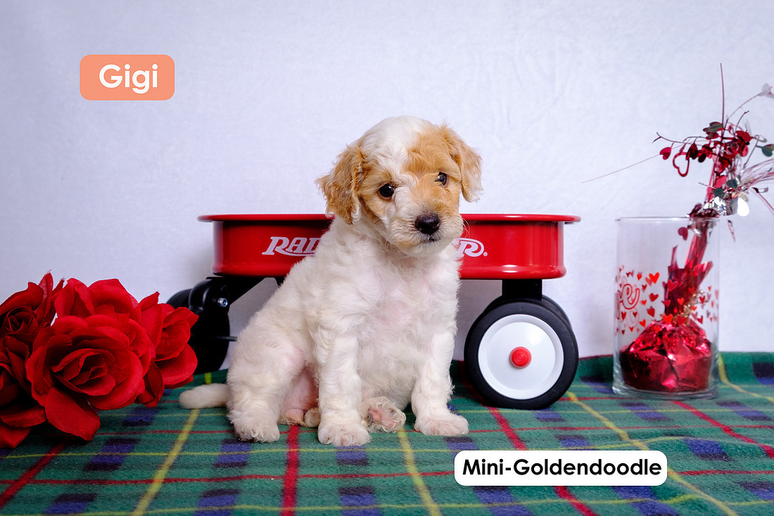 Mini-Goldendoodle puppy picture