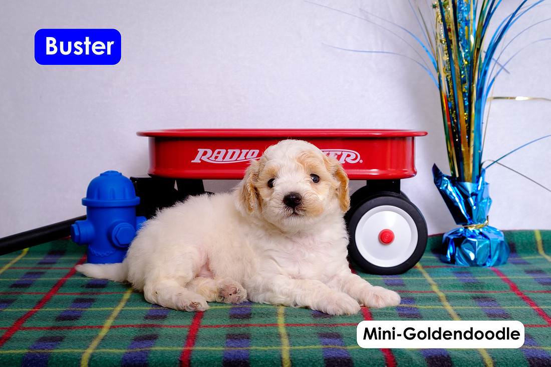 puppy picture of Mini-Goldendoodle