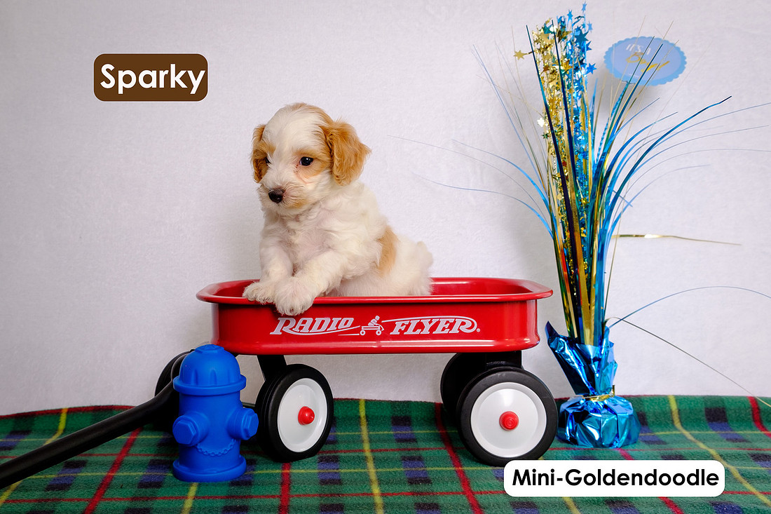 picture of little red flyer with a puppy in it