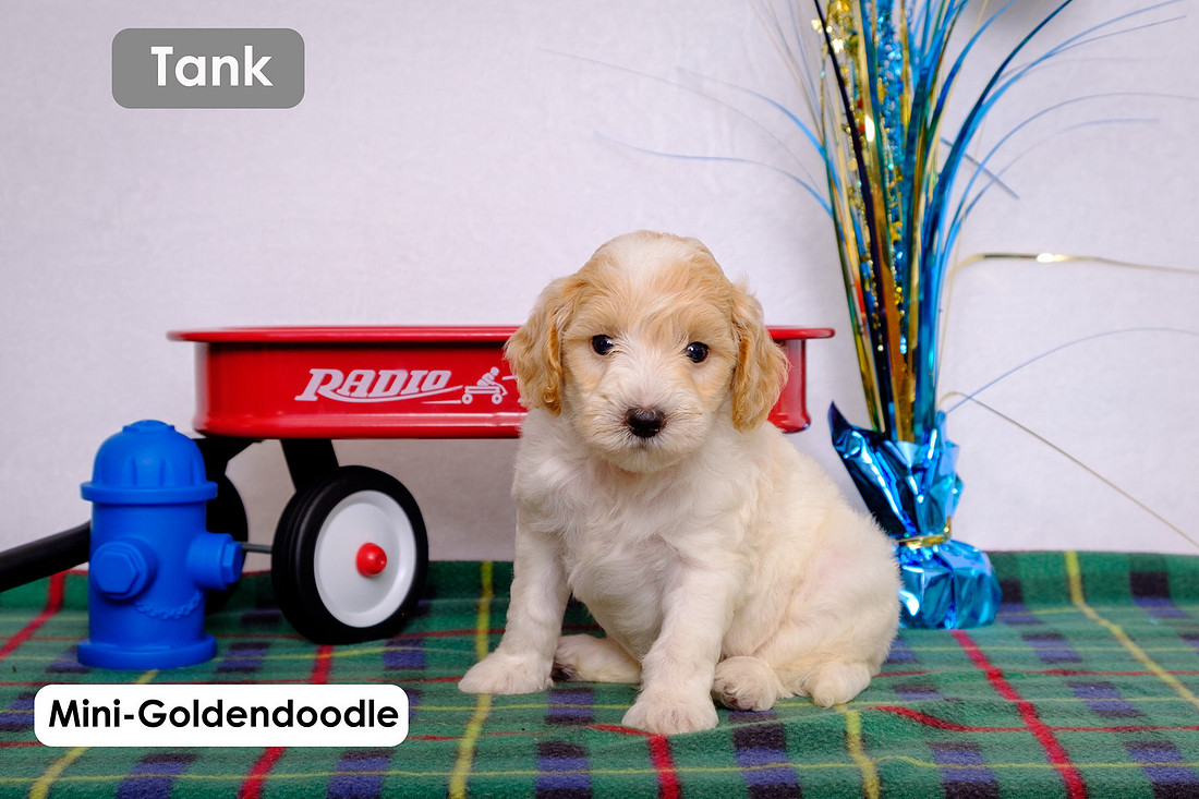 Mini-Goldendoodle puppy