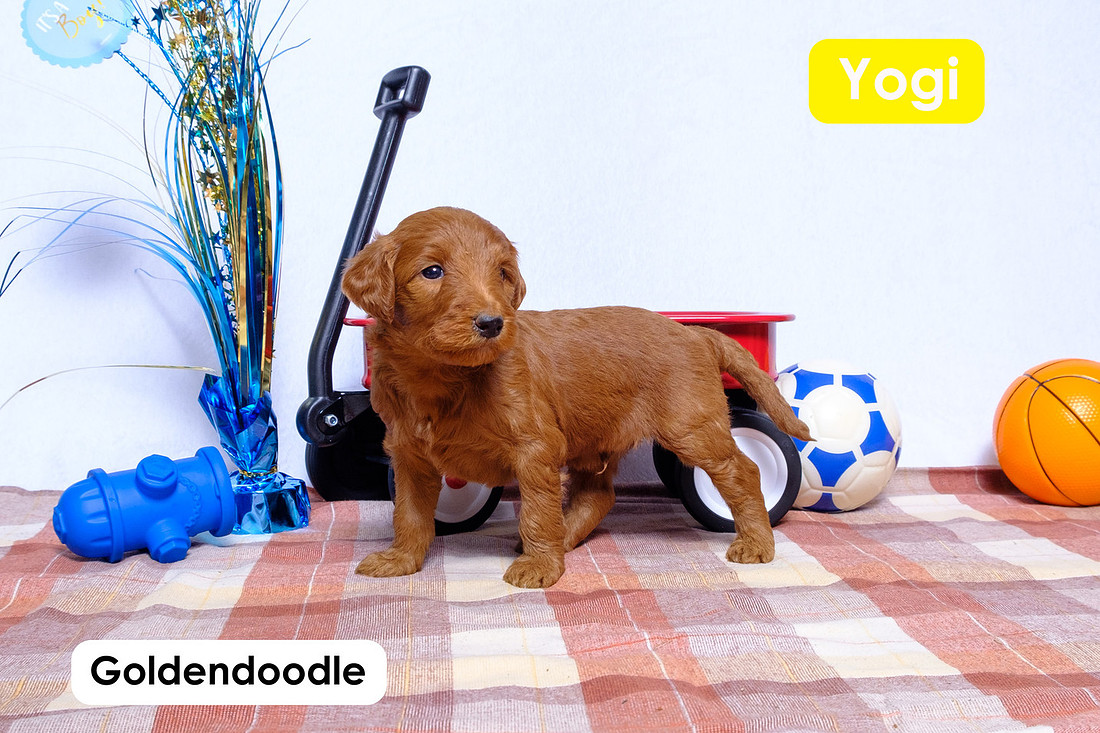 picture of a Standard Goldendoodle