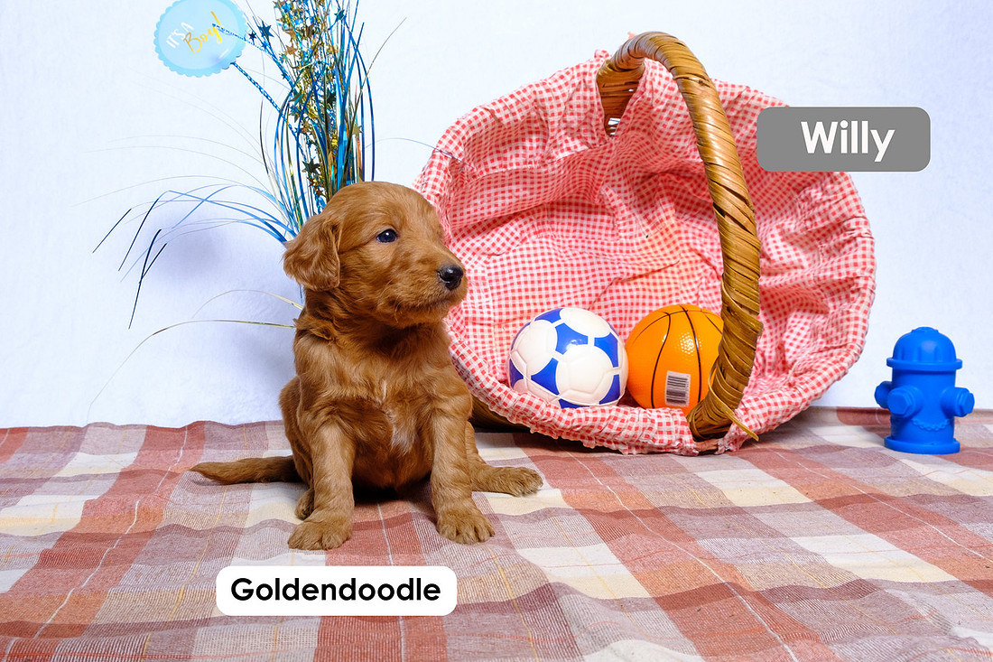 picture of a Standard Goldendoodle