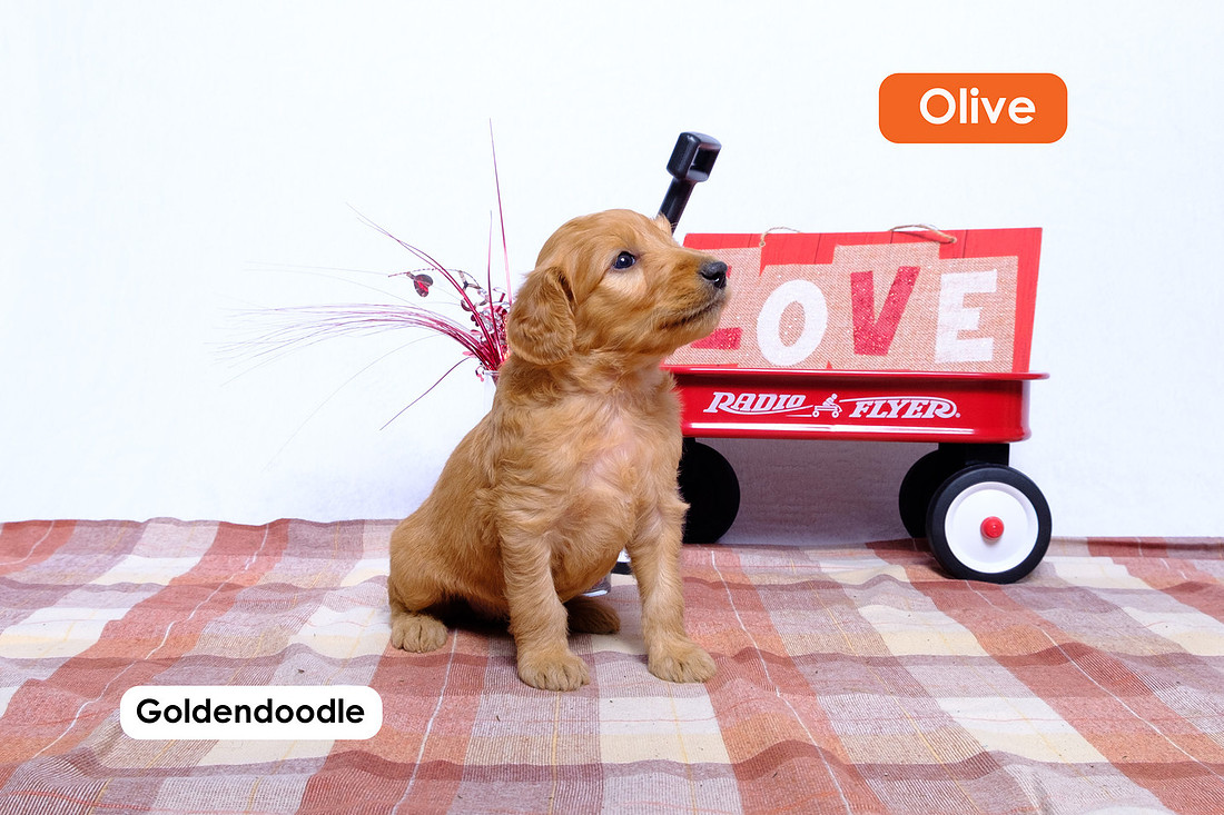 picture of a Standard Goldendoodle