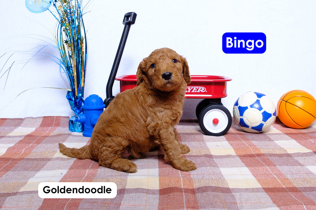 picture of a Standard Goldendoodle