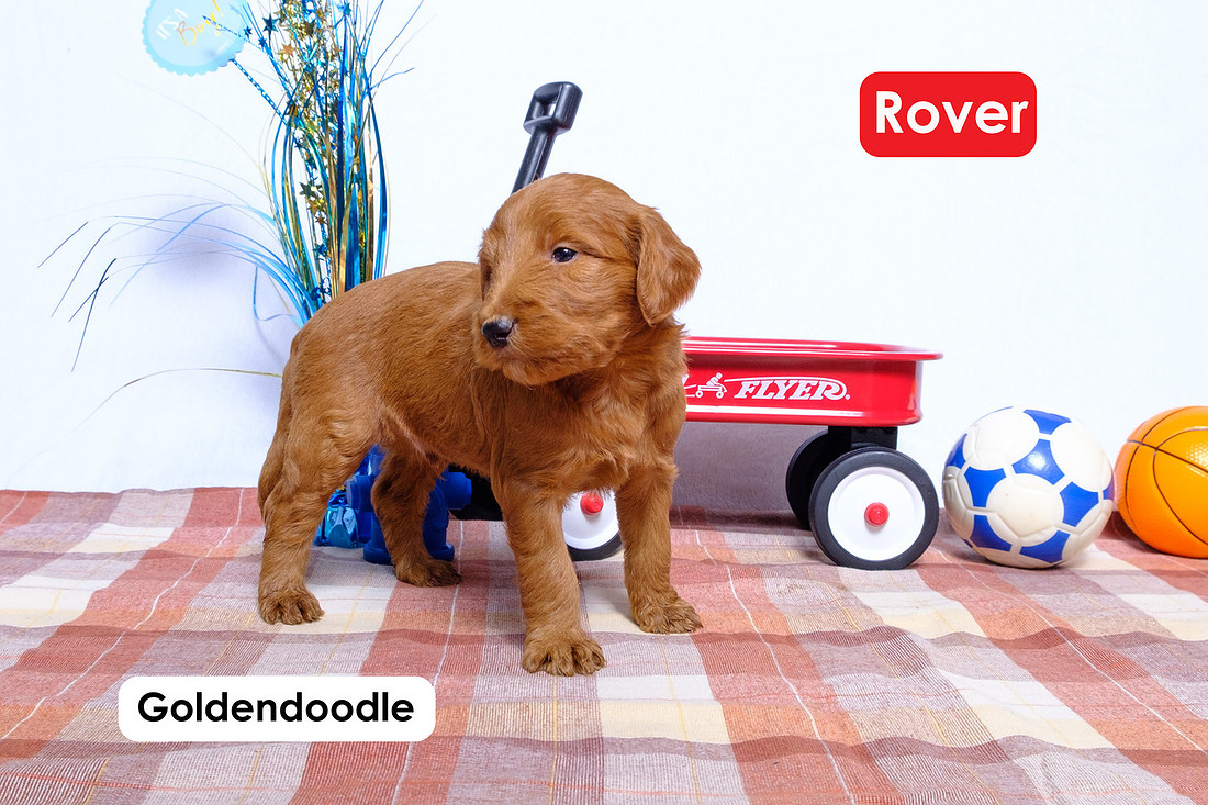 picture of a Standard Goldendoodle
