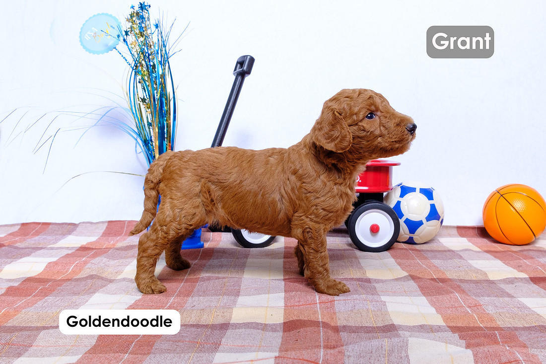 picture of a Standard Goldendoodle