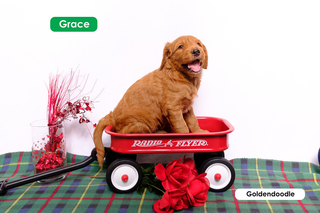 photograph of a puppy sitting in a little red wagon