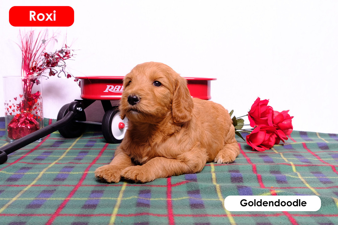 picture of a goldendoodle puppy